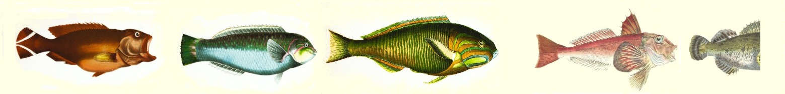 composite image of four and a half drawn fish from the British Museum on unsplash