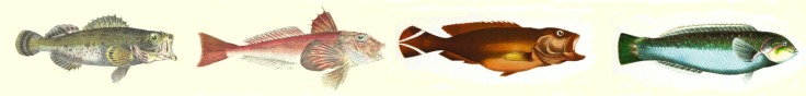composite image of four drawn fish from the British Museum on unsplash