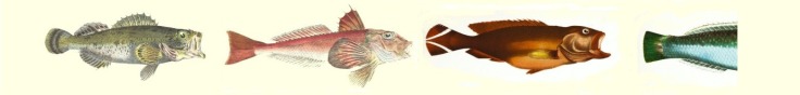 image of three and a half drawn fish by British Museum on unsplash