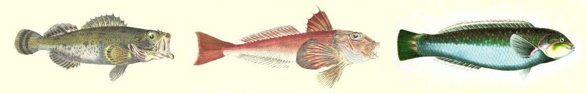 The Overexamined Life of Jacob Hart by Jerry Wald – The Well Read Fish
